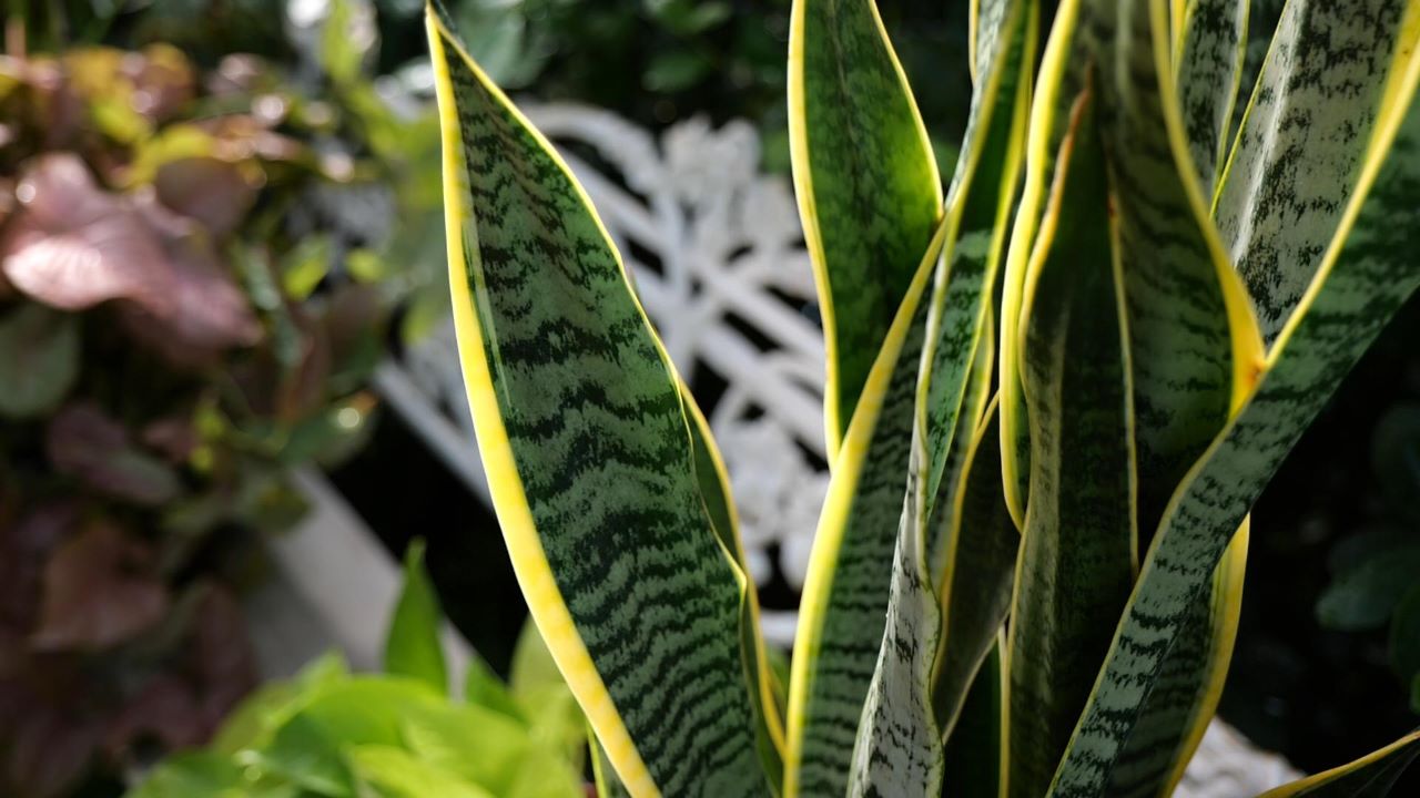 Get It Growing: Indoor plant care is not necessarily easy 